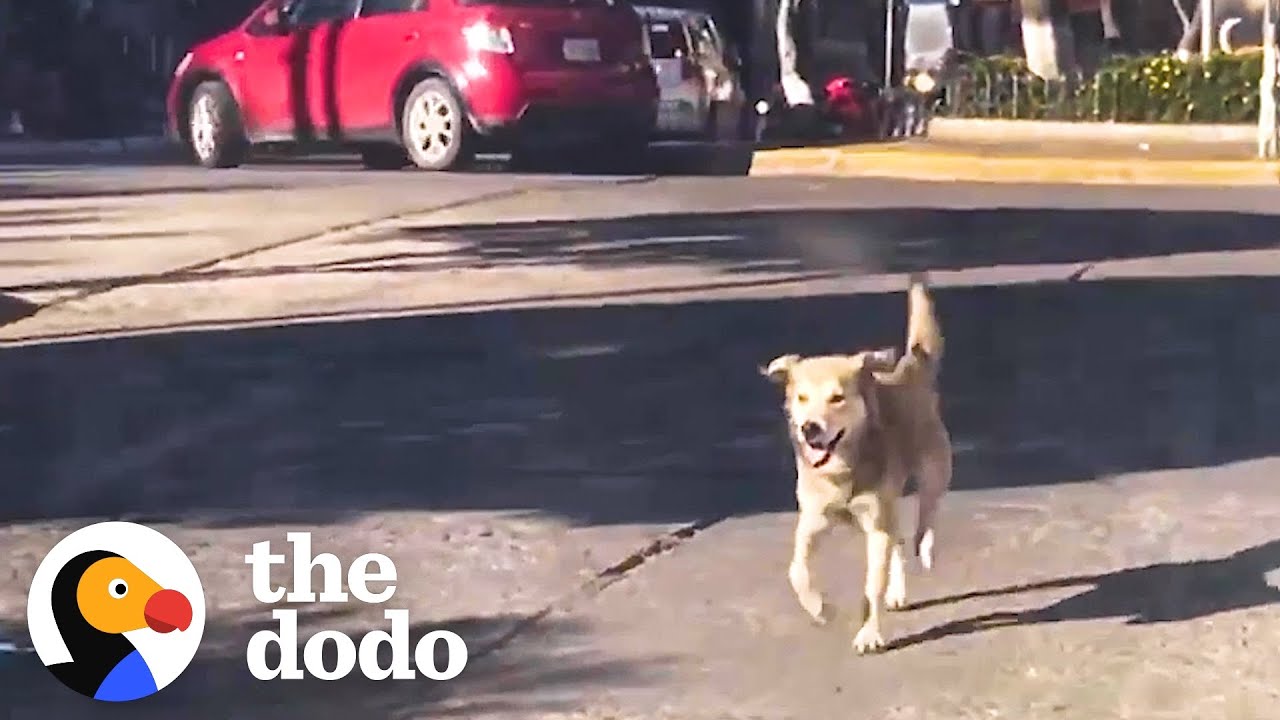 Stray Dog Chases Woman’s Car For Five Blocks Until She Finally Stops