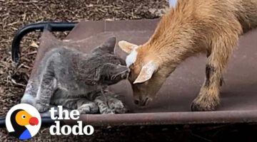 Stray Kitten’s Adorable Farm Adventure – You Won’t Believe What Happens When It Meets Twin Goats!
