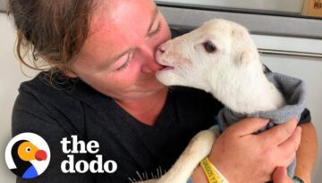 Tiny Earless Lamb Loves Running Around the House