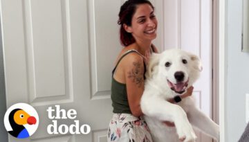 Woman’s Rescue Dog Doesn’t Know How Big He Is