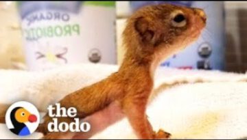 World’s Tiniest Baby Squirrel Gets Big Enough To Play With His Miniature Toys