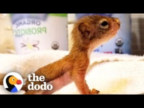 World’s Tiniest Baby Squirrel Gets Big Enough To Play With His Miniature Toys