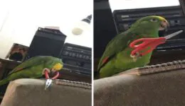 You Won’t Believe What These Birds Can Do!