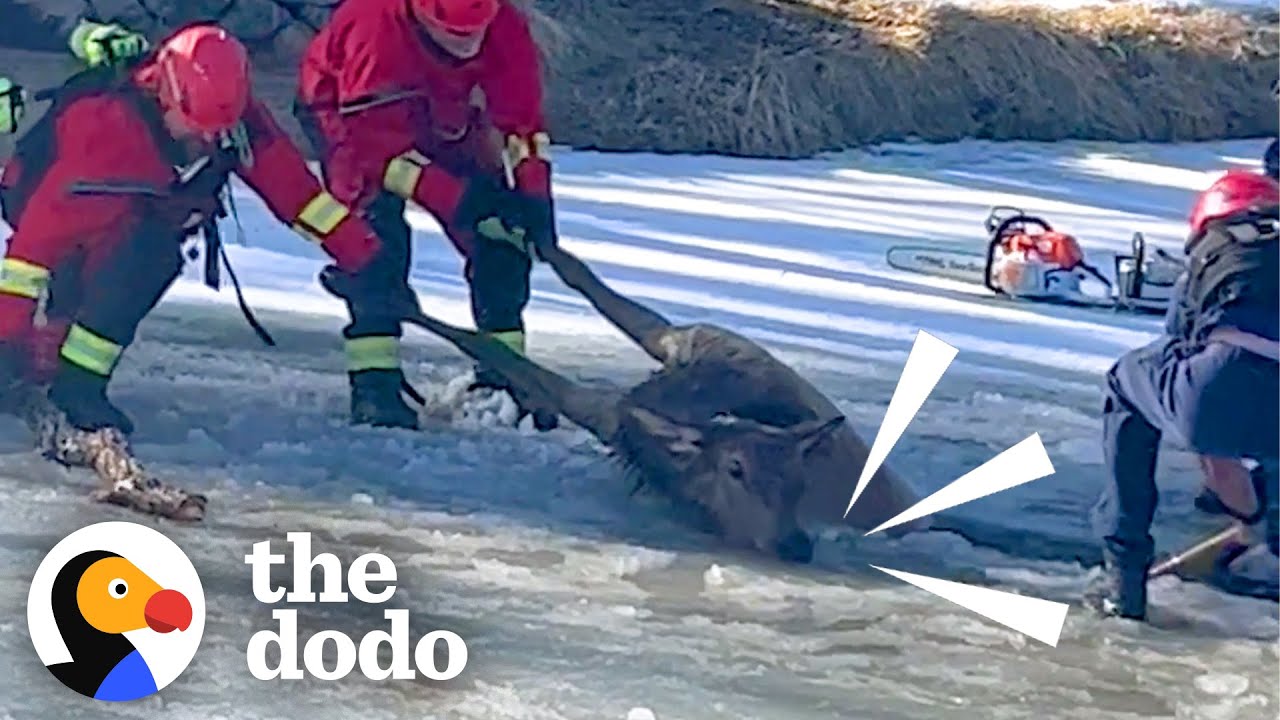 900-Pound Elk Trapped In Frozen Pond