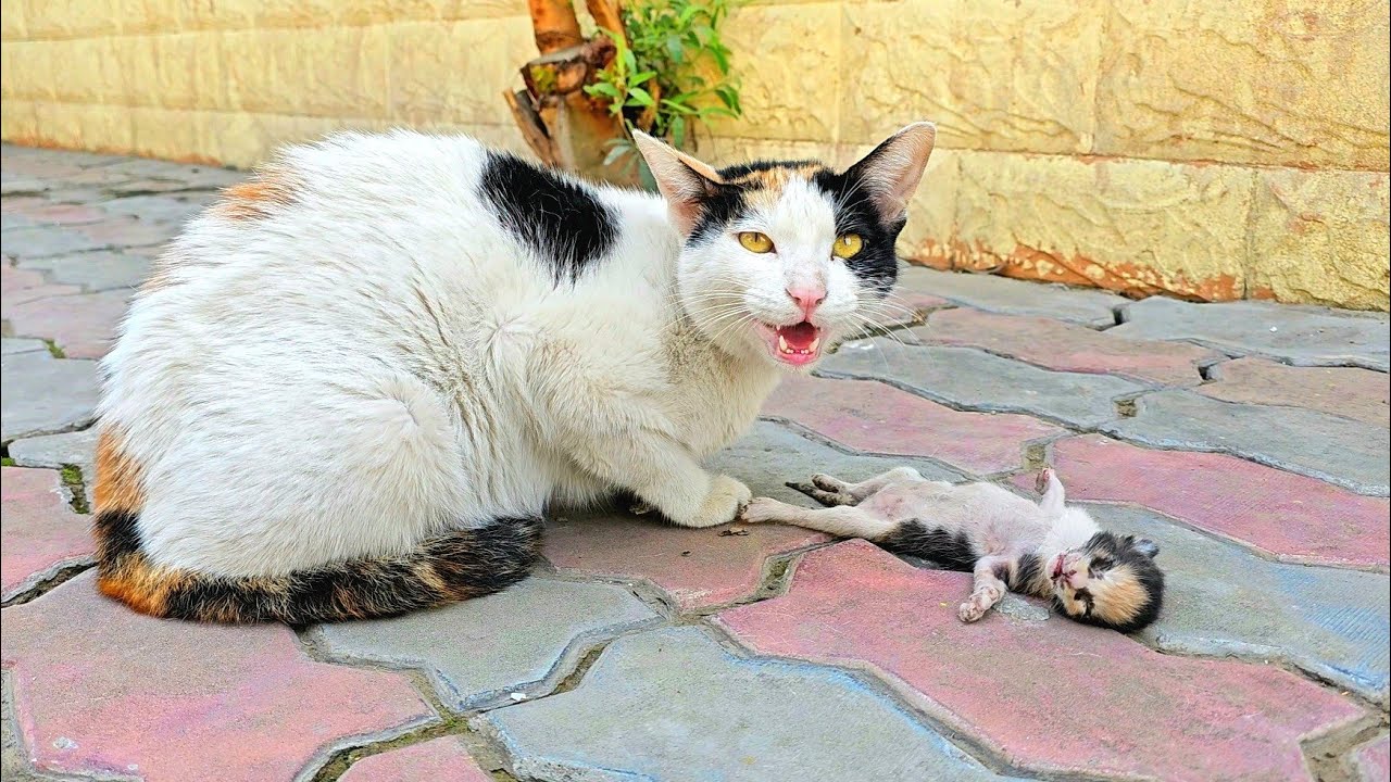 A Crying Mother Cat Brought Her Dying Kitten to a Man