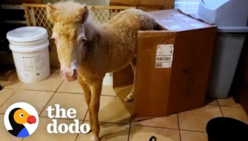 Baby Horse Grows Up In A House