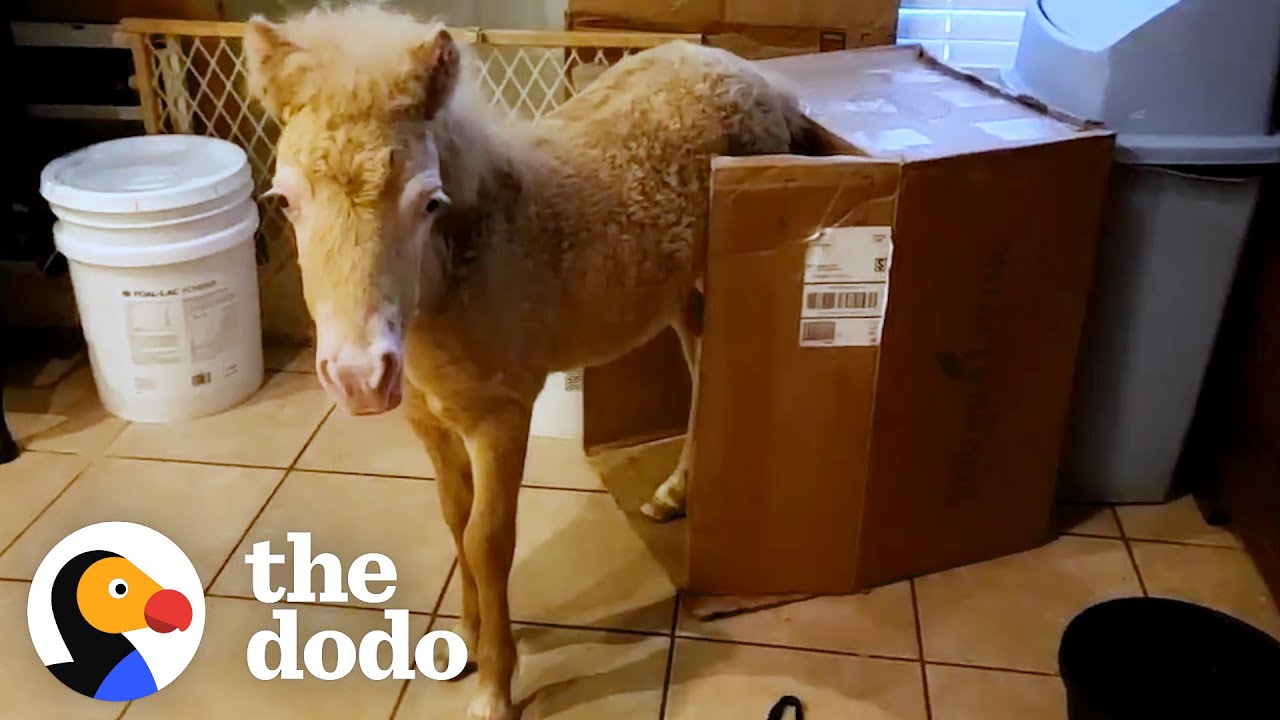 Baby Horse Grows Up In A House