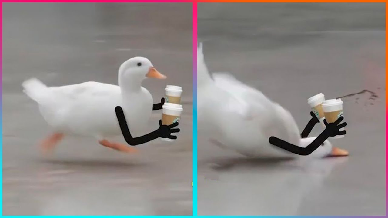 Birds With Arms Being the Funniest Thing Ever