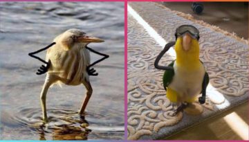 Birds with Arms being the Funniest Thing Ever 2