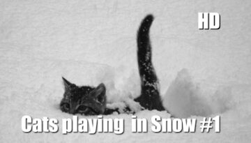 Cats in Snow