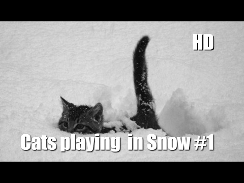 Cats in Snow