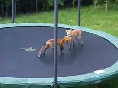 Foxes Jumping on a Trampoline