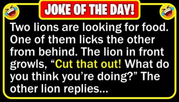 Funny Joke: Licking Lion