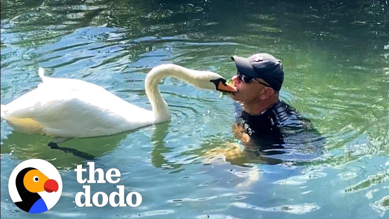 Guy Rescues An Egg And Becomes A Swan Dad For Life