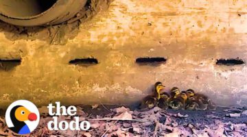 Mama Duck Asks Man For Help When Her Ducklings Fall Inside A Drain