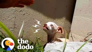 People Find Terrified Puppy Under Bridge