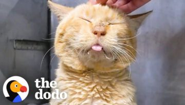 Scruffy Shelter Cat Turns Into A Little Lion