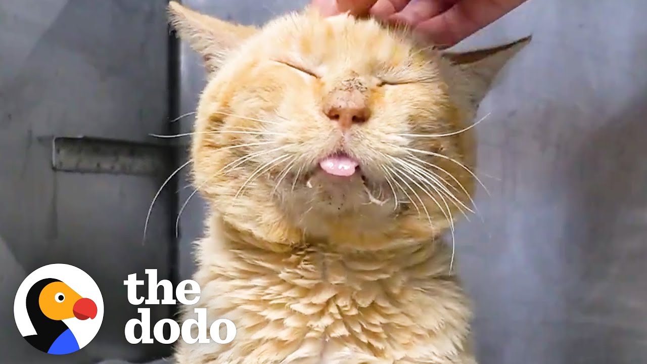 Scruffy Shelter Cat Turns Into A Little Lion