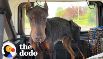 Skinniest Doberman Asks People For Help