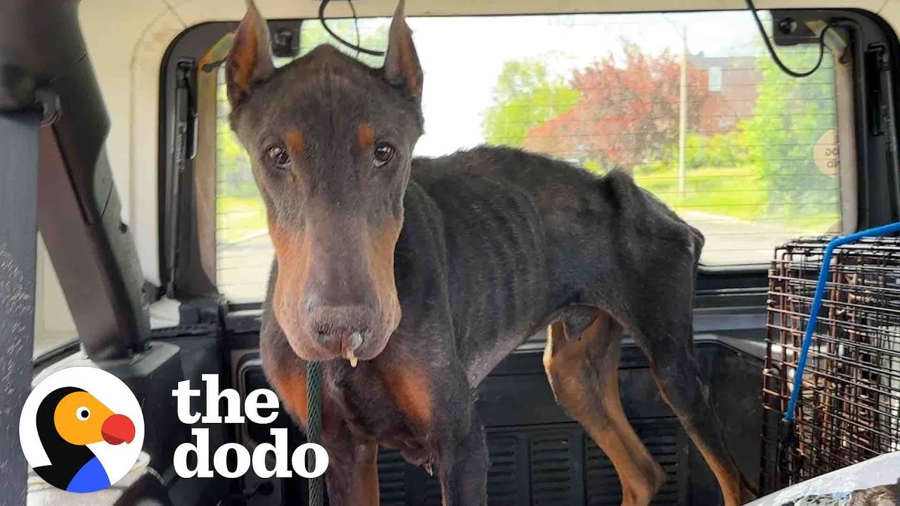 Skinniest Doberman Asks People For Help