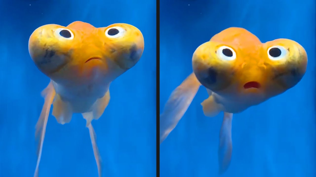 This Fish is Broken