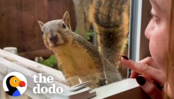 Wild Squirrel Taps On Woman’s Window To Play