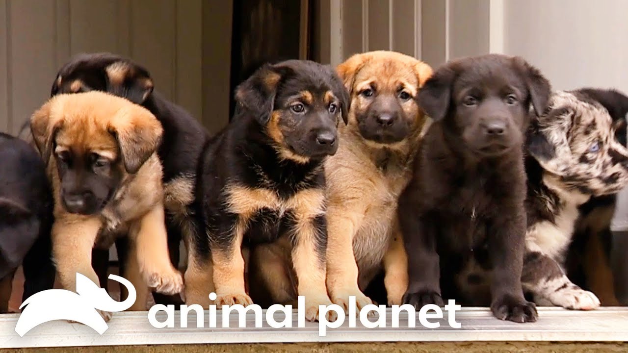 Adorable 3-Week-Old Puppies Explore a Horse Farm