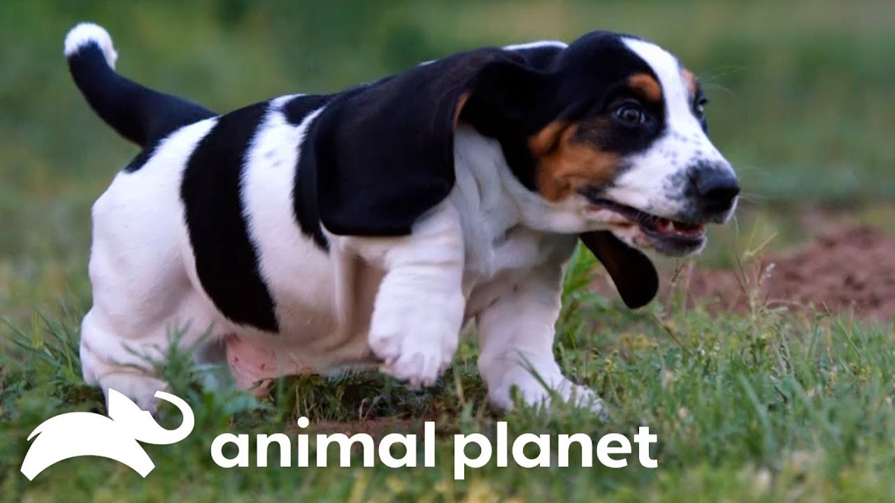 Basset Hound Puppies Play Hide and Seek With a Hamster