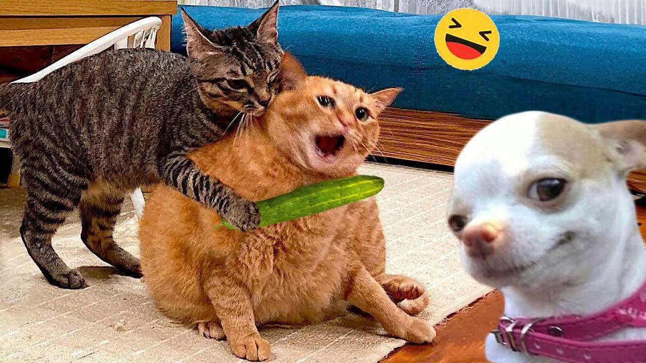 Best Funniest Animal Videos of the Week #6