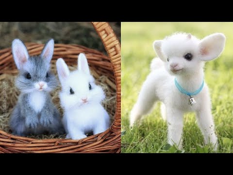 Cute Baby Animals That Will Melt Your Heart