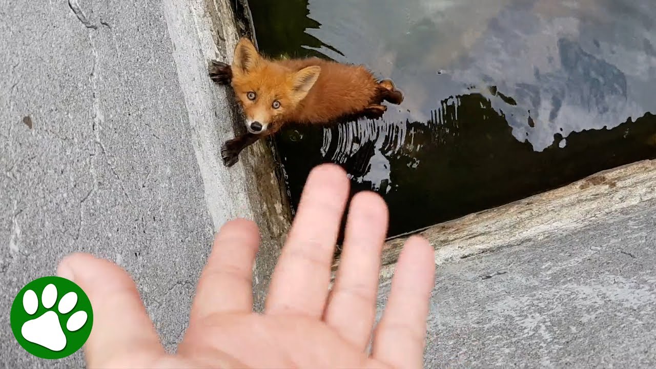 Fox Pup Asks for Help