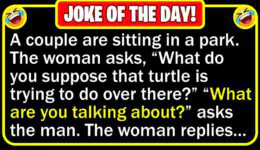 Funny Joke: Little Turtle