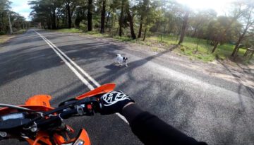 Guy Riding Bike Finds Dog Sitting In The Street