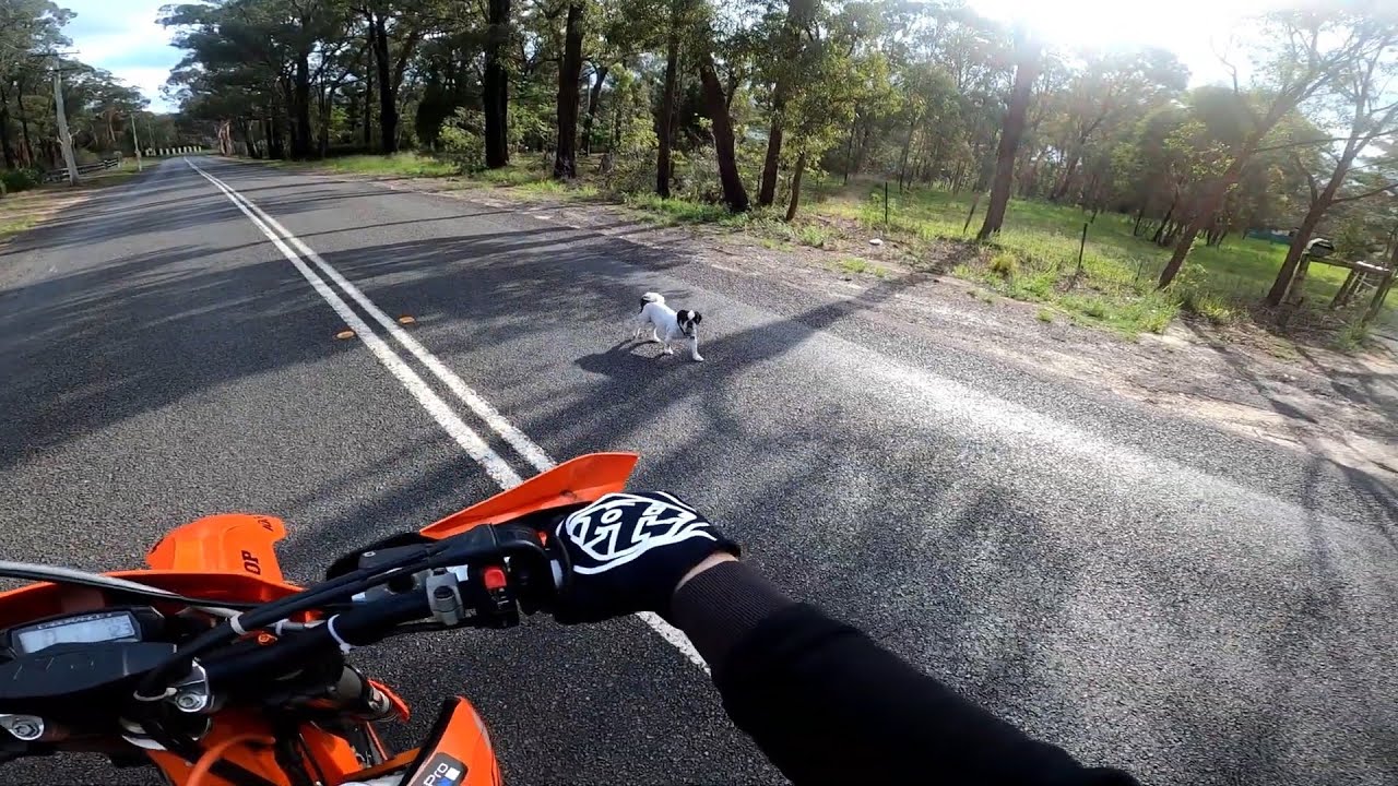 Guy Riding Bike Finds Dog Sitting In The Street