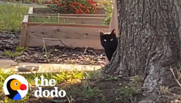 Interior Design Couple Builds Stray Cat A Winter Home