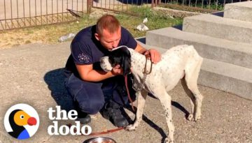 Lonely Dog Was Abandoned At A School