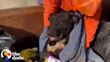 Police Officer Spots Abandoned Dog In Dumpster