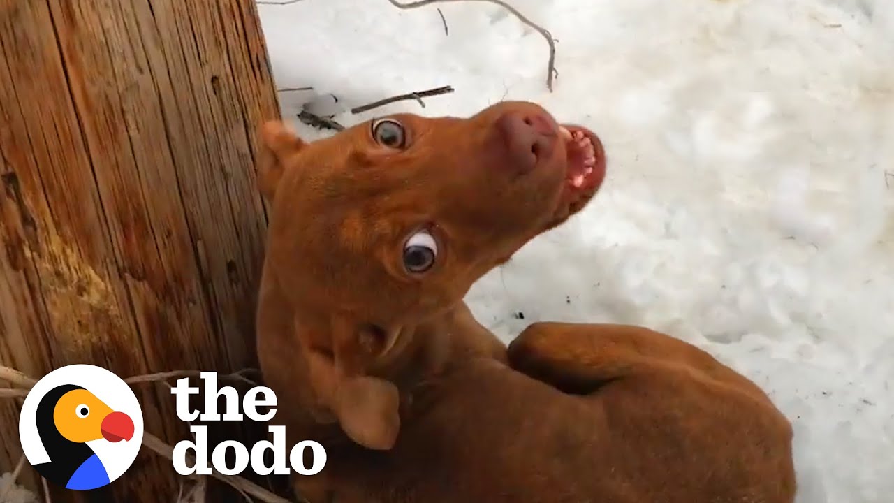 Puppy Abandoned In A Snowstorm Demands All His Dad’s Attention Now