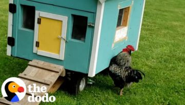 Rooster Sprints To His Wife Every Single Morning