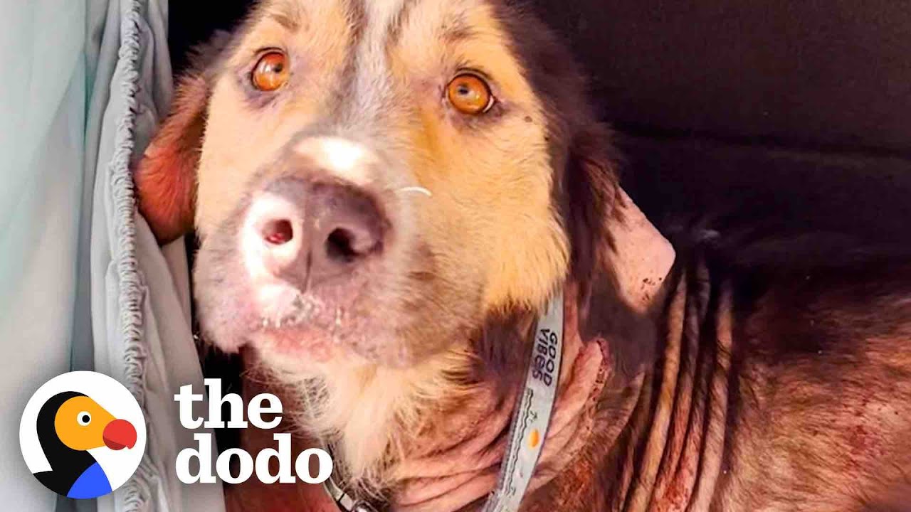 Stray Dog Chooses His Family By Jumping Into Their Car