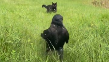 The Extraordinary Friendship Between a Woman, Her Dog, and a Wild Crow Named Darling