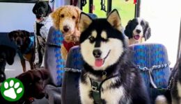 This Bus Only Takes Dogs!