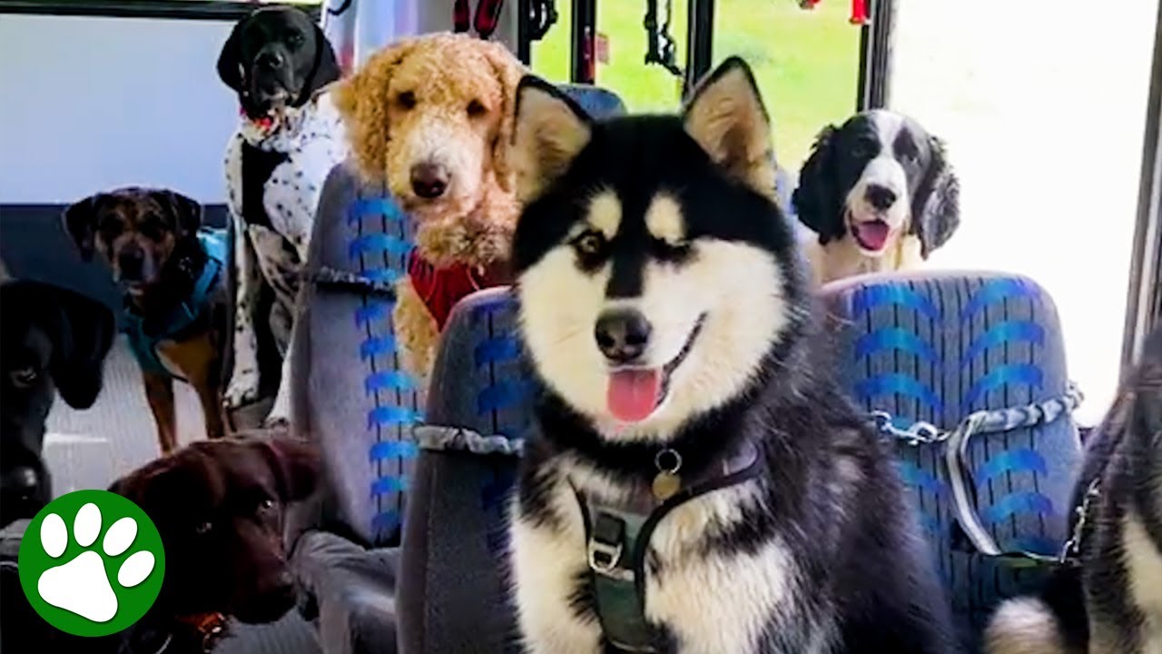 This Bus Only Takes Dogs!