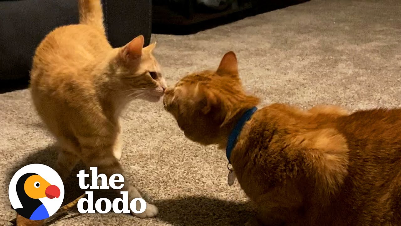 Woman Brings Home Stray Ginger Cat — And Her Other Cat Fall Deeply In Love