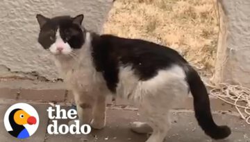 Woman Watches Her Neighbors Abandon Their Cat