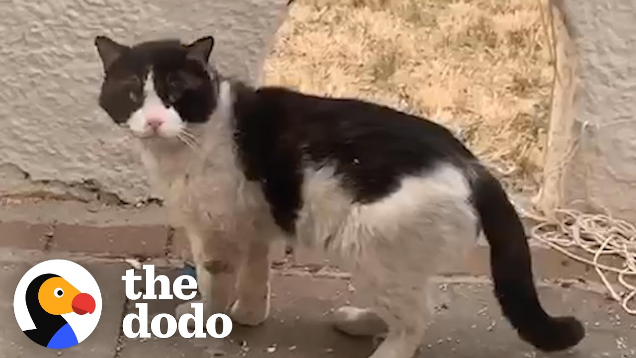 Woman Watches Her Neighbors Abandon Their Cat