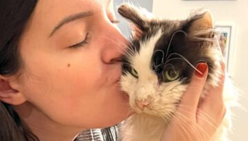 A Shelter Cat’s Fairy Tale Ending
