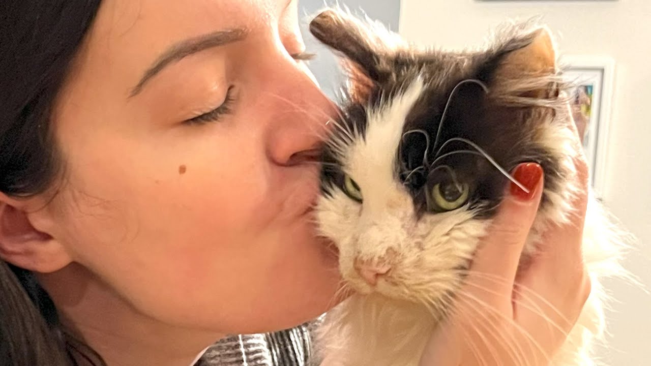 A Shelter Cat’s Fairy Tale Ending