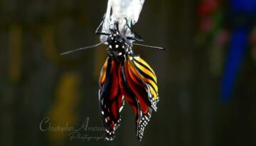 Amazing Footage of a Chrysalis to a Butterfly