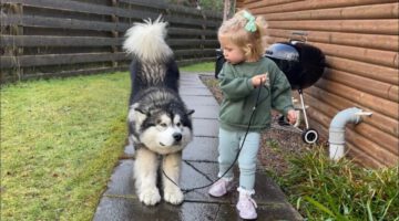 Baby Girl Tries To Convince Giant Husky To Go For A Walk! (Cutest Ever!!)